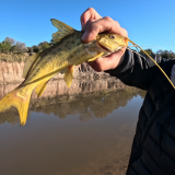 Dias-de-pesca-buscando-el-pique-por-el-Rio-Gualeguay-y-arroyos-Entrerrianos-14