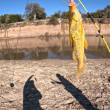 Dias-de-pesca-buscando-el-pique-por-el-Rio-Gualeguay-y-arroyos-Entrerrianos-7