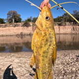 Dias-de-pesca-buscando-el-pique-por-el-Rio-Gualeguay-y-arroyos-Entrerrianos-8