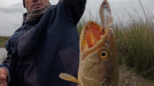 Pesca-y-Carne-Asada-en-el-Rio-Gualeguay-La-Picada-de-Segovia-23.png