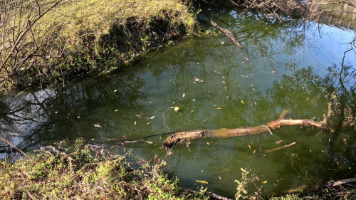 Pescando-y-cocinando-en-la-orilla-del-Arroyo-Urquiza-20.png