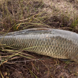 Pescando-tarariras-en-cantera-abandonada-de-Colon-Entre-Rios-24